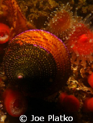 ringed snail crawling over a bunch of little cup corals r... by Joe Platko 